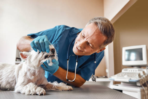 Best Same-Day Emergency Dental Services in Weaverville, NC